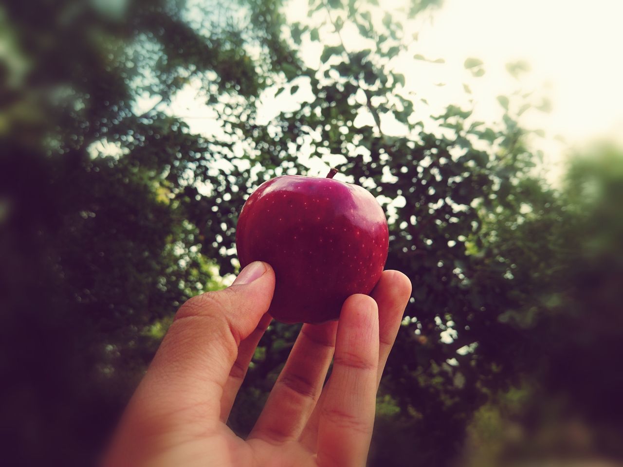 holding, person, food and drink, focus on foreground, red, freshness, part of, cropped, close-up, tree, fruit, leisure activity, food, personal perspective, human finger, day, sky, temptation