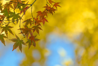 Close-up of yellow maple leaves on tree