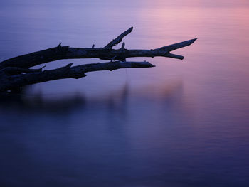 View of birds on sea at sunset