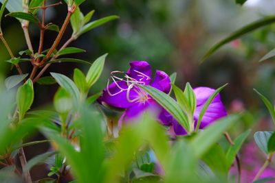 Close-up of purple flowering plant