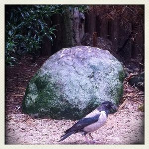 View of bird on rock