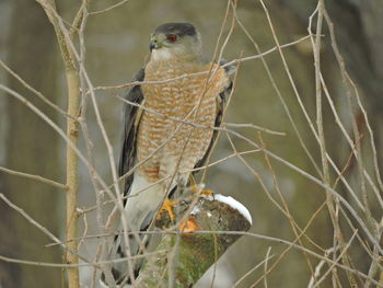 Close-up of bird perching on branch