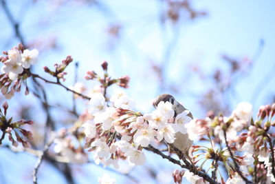 Low angle view of cherry blossom tree