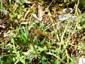 Close-up of insect on plant