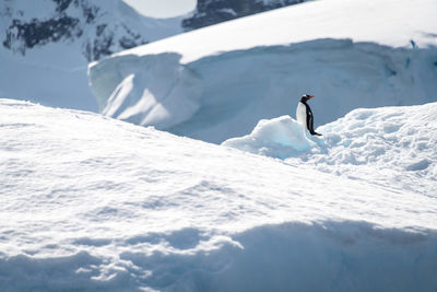 Gentoo penguin stands on iceberg in sunshine