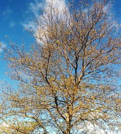 Low angle view of trees against blue sky