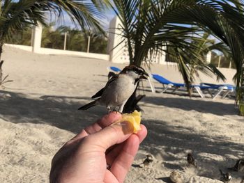 Cropped image of hand holding bird 