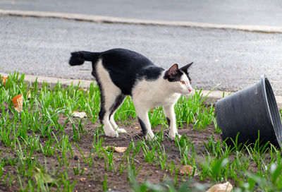 View of a cat on field