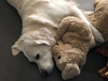 High angle view of dog sleeping