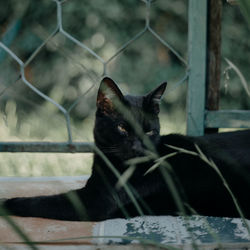 Close-up portrait of a cat