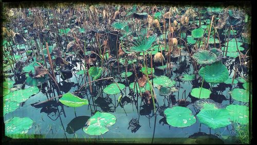 Full frame shot of green leaves