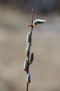 Close-up of red flowering plant