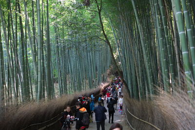 People in bamboo grove