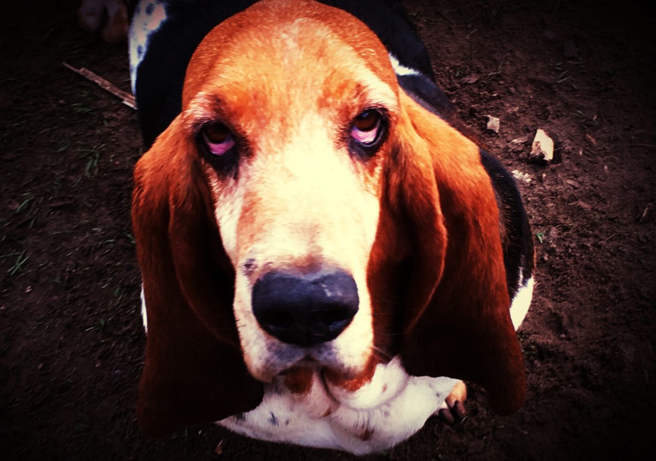 PORTRAIT OF DOG OUTDOORS