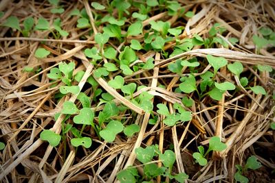 High angle view of dry leaves on field