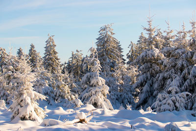 Snow covered trees against sky