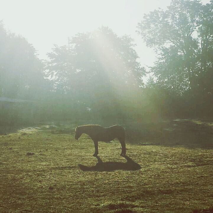 tree, animal themes, one animal, mammal, sunlight, tranquility, nature, sunbeam, fog, tranquil scene, domestic animals, beauty in nature, sun, field, lens flare, forest, scenics, growth, landscape, foggy