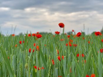 Close-up of poppies on field against sky