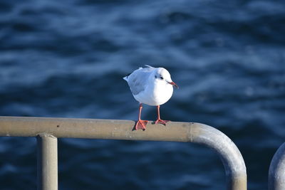 Seagull perching on wooden post