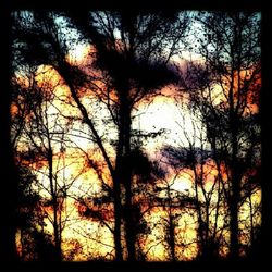 Silhouette of trees at sunset