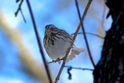 Close-up of bird perching on tree