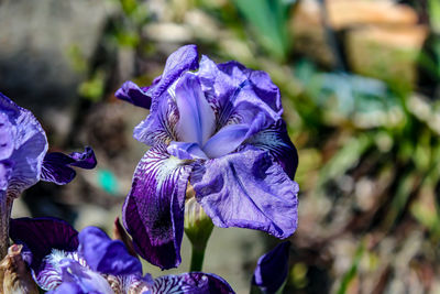 Close-up of purple iris