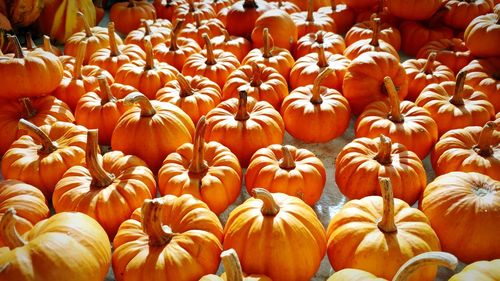 Close-up of pumpkins for sale