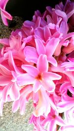 Close-up of pink flowers blooming outdoors