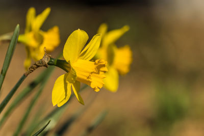 Close-up of yellow flowering plant