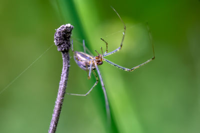 Close-up of spider on plant