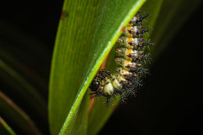 Close-up of insect on leaf