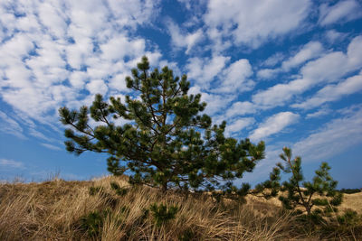 Low angle view of tree on field against sky