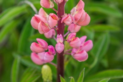 Close-up of pink flowers blooming outdoors