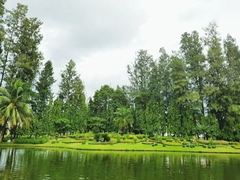 Reflection of trees in calm lake