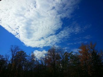 Low angle view of trees against cloudy sky