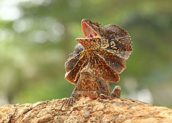 Close-up of insect perching on rock