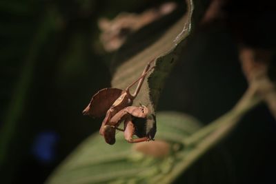 Close-up of insect on leaf