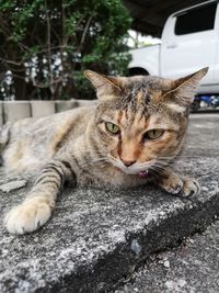 Cat sitting in a car