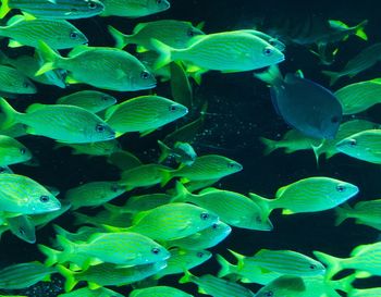 Close-up of fish swimming in sea