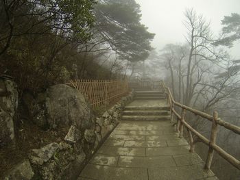 Footpath amidst trees against sky