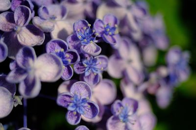 Close-up of purple flowering plants in park