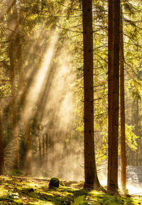 Sunlight streaming through trees in forest