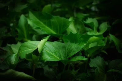 Close-up of green leaves