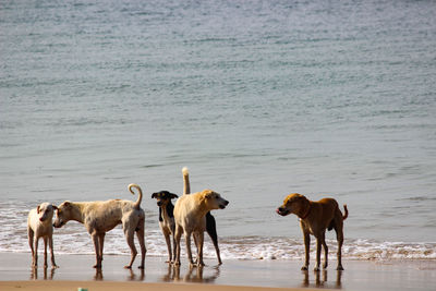 Dogs on beach