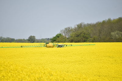 Scenic view of agricultural field against clear sky