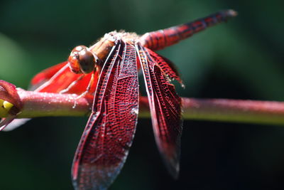 Close-up of dragonfly on leaf