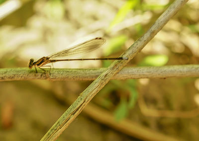 Close-up of plant against blurred background