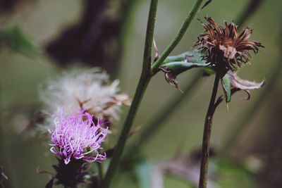 Close-up of purple flowering plant