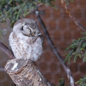 Close-up of an animal