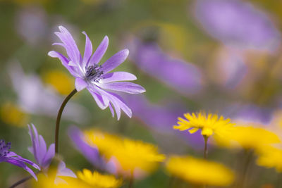 Close-up of purple flowers